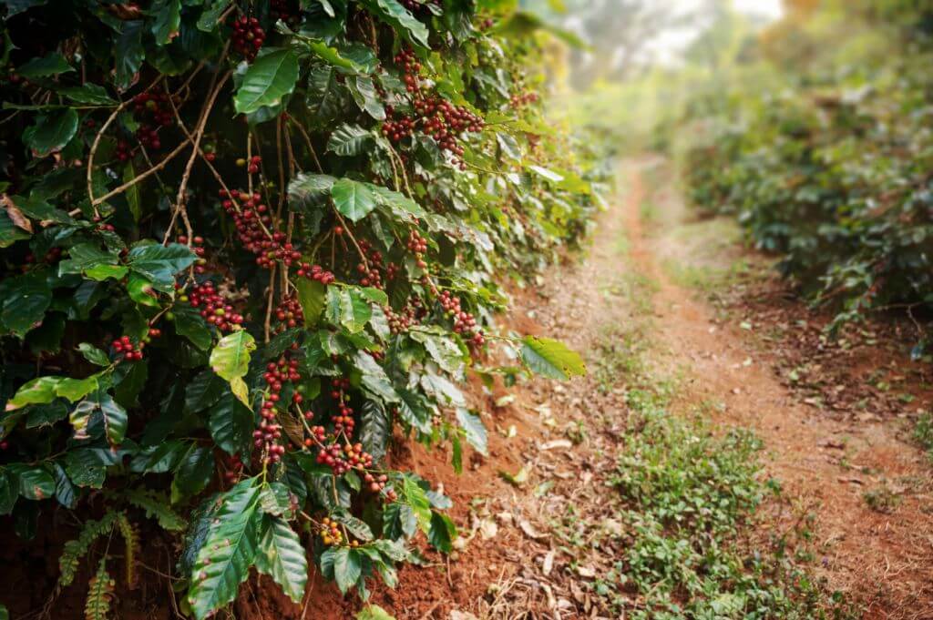 Jak wygląda uprawa kawy na największych plantacjach